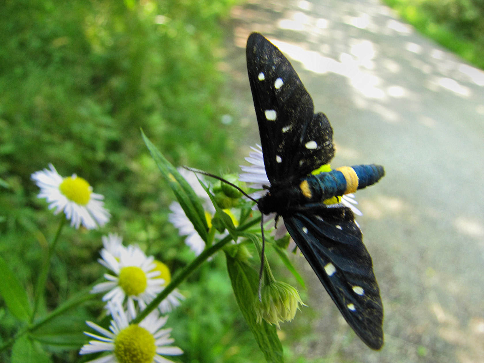 Amata phegea